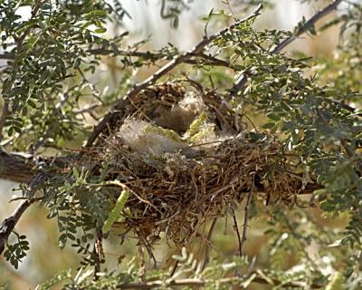 nest.jpg