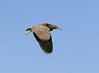 night-heron2.jpg