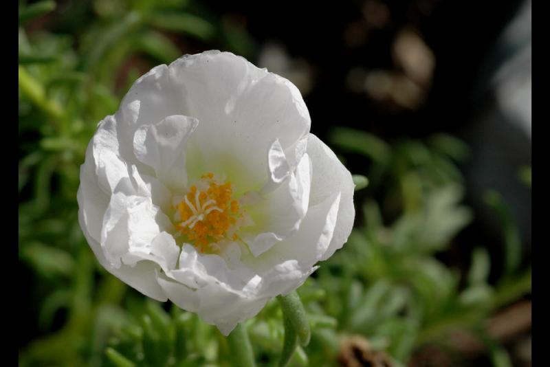 040626 Poppy