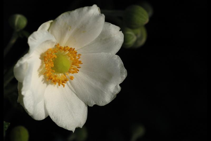 040925 Anemone brilliant.jpg