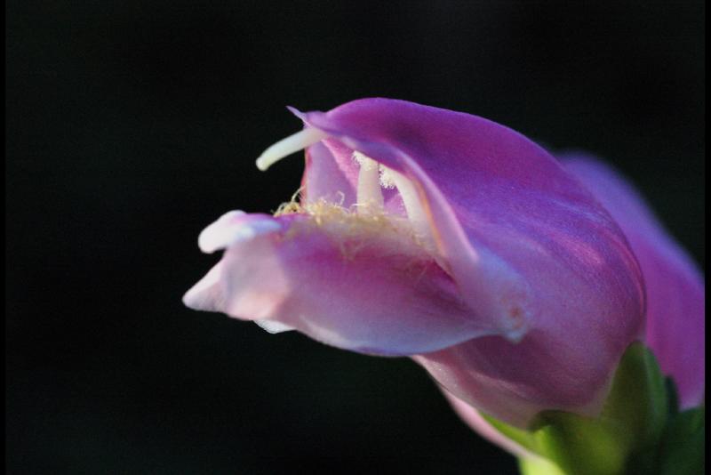 040925 Pink alien