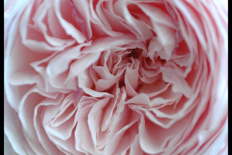 040925 Rose!