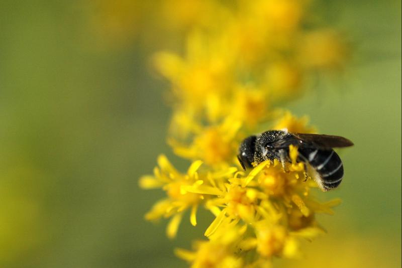041016 Little bee