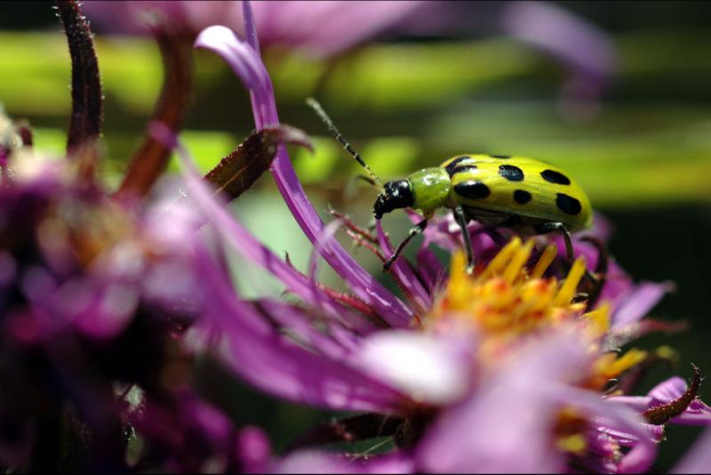 041017 Beetle Aster ii