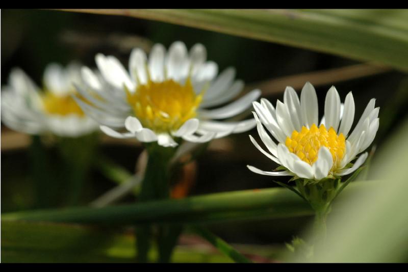 041017 Daisies