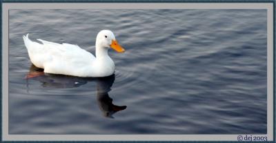 white_duck.jpg