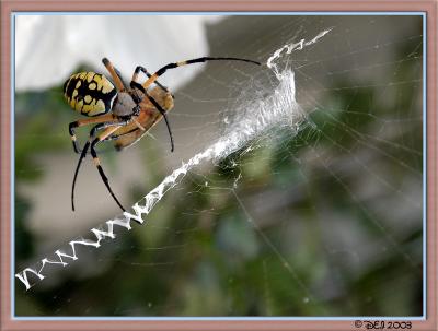 Spider.jpg