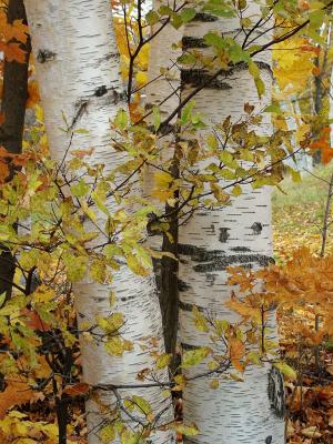 u33/dellybean/medium/35634035.bircheswilmingtonvt.jpg
