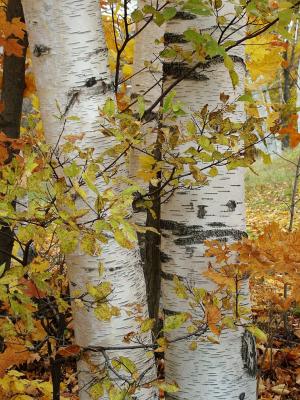 birches - wilmington, vt