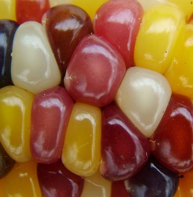 indian corn II