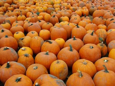 infinite pumpkins!