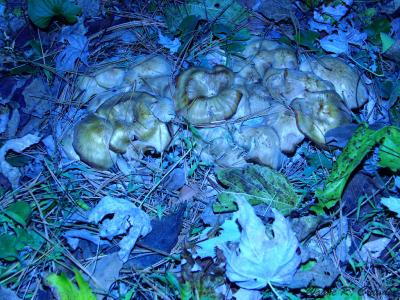 Fungi 1 Nov 11.jpg