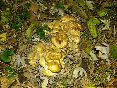 Fungi 2 Nov 11.jpg