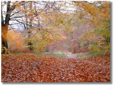 Castle Ring 064