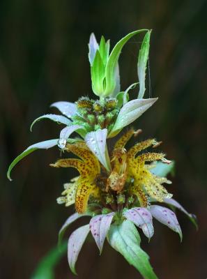 Spotted Beebalm.jpg