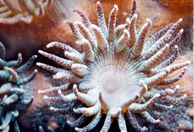 珊瑚蟲3.