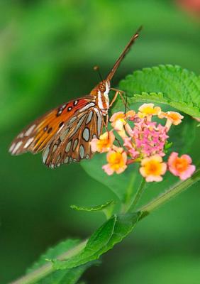 Grassmere Butterflies...
