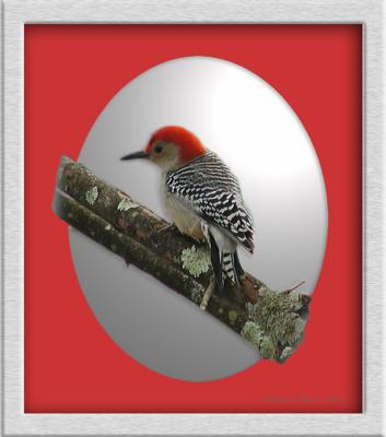 Red-Bellied Woodpecker  ~ 2003