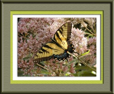 Swallowtail Butterfly ~ Sept, 2003