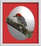 <b>Red-Bellied Woodpecker </b> ~ 2003