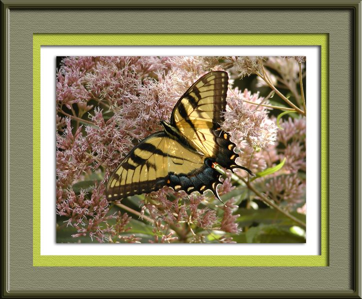 <b>Swallowtail Butterfly</b> ~ Sept, 2003