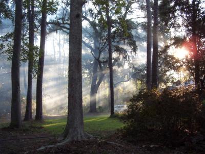 my front yard.jpg