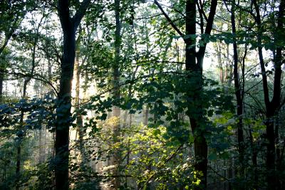Forest Morning