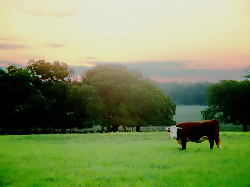 Shorthorn