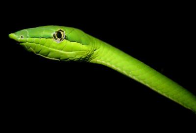 Green-Vine-Snake.jpg