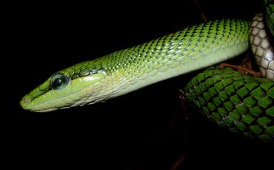 Red-tailed-Rat-Snake.jpg