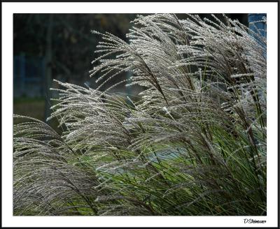 Blowin' in the Wind