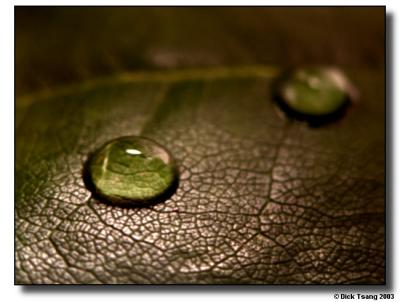 : Water Drops :