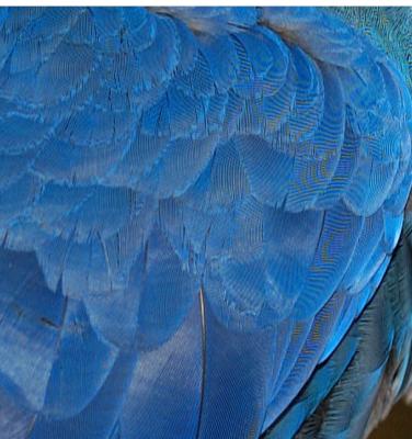 Parrot feather Moire 5084.jpg