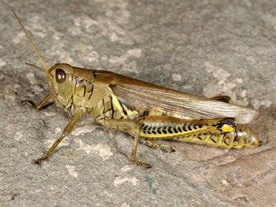 Grasshopper 5484 (V33)