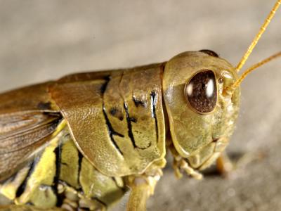 Grasshopper closeup 5494 (V33)