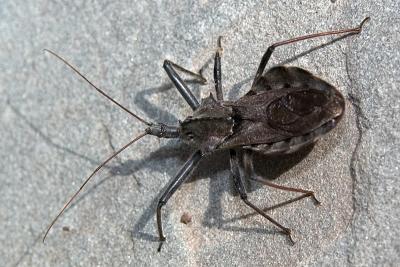 Wheel Bug (Arilus cristatus) 0969 (V43)