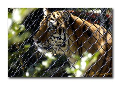 u33/edmondm/medium/21767243.Tiger.jpg