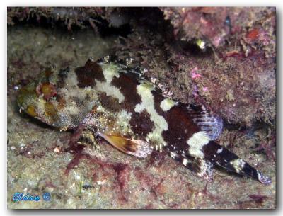 scorpion fish