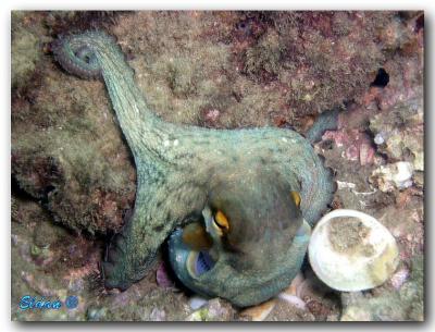 Mediterranean sea - Bat-Yam (November_2004)