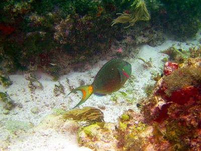 Parrot Fish