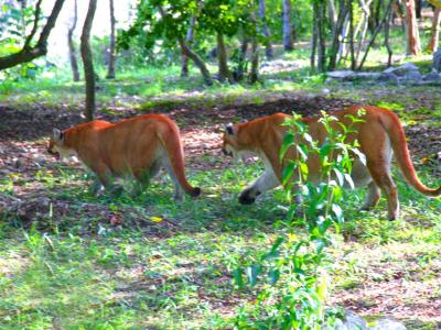 Pumas Love Games