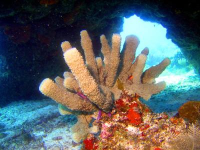 Coral in Cave