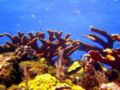 Deep Water Corals