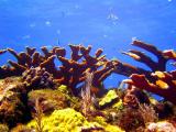 Deep Water Corals