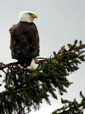 Bald Eagle Vancouver
