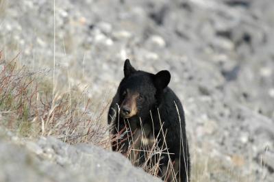 Big Bear