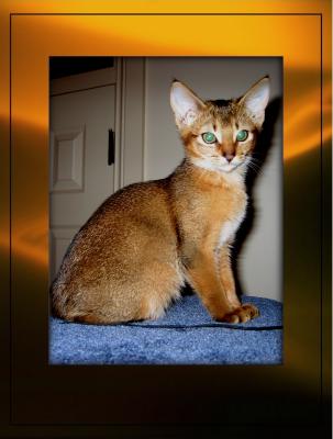 Cats in my life ~Abyssinians a specialty