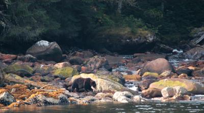 Bear viewing