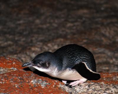 Fairy Penguin