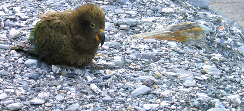 New Zealand Native Bird